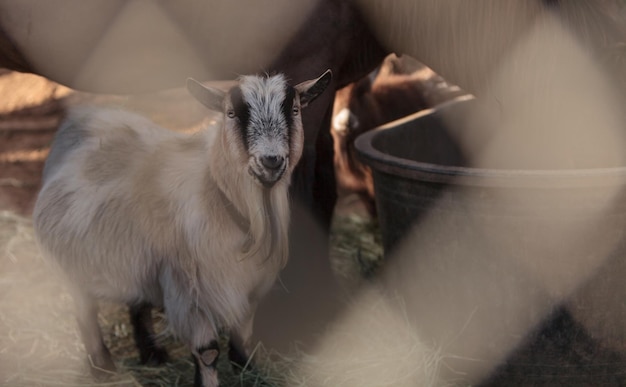 Photo portrait of kid goat at farm