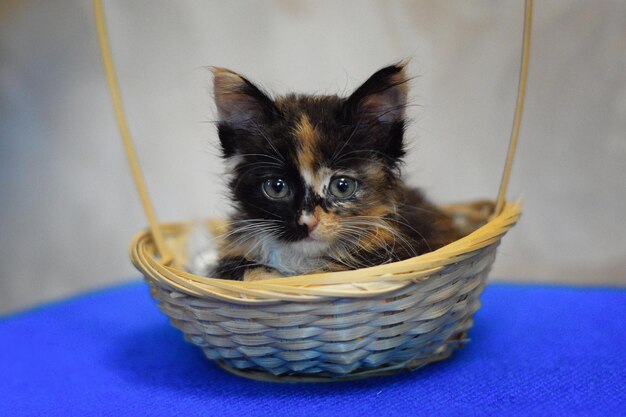 Portrait of kitten in basket