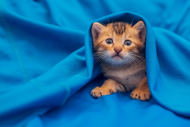 Portrait of kitten on bed