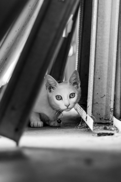 Foto ritratto di gattino da gatto a casa