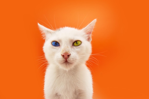 Photo portrait kitten cat looking at camera celebrating halloween isolated on orange colored backgorund