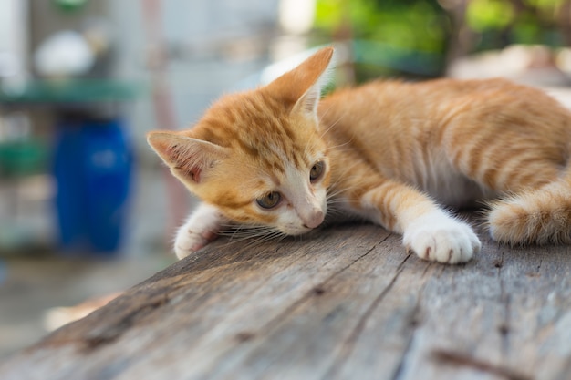 Portrait of kitten, cat.