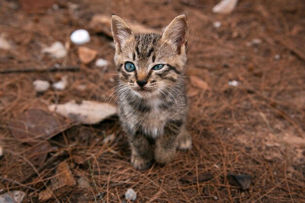 Portrait of kitten on field