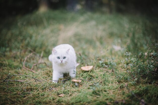 Photo portrait of kitten on field