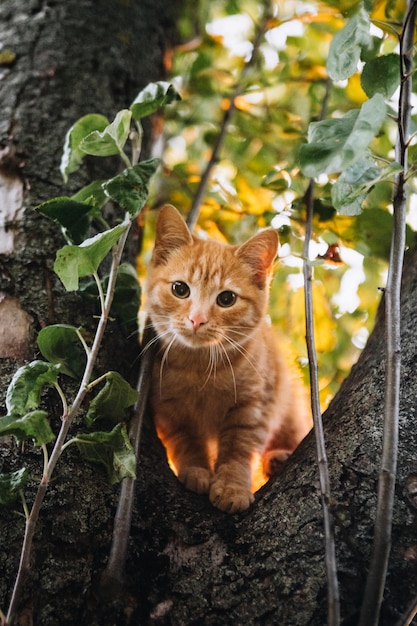 Photo portrait of kitten in a forest