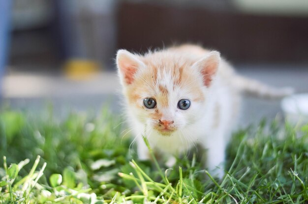 Foto ritratto di un gattino sull'erba