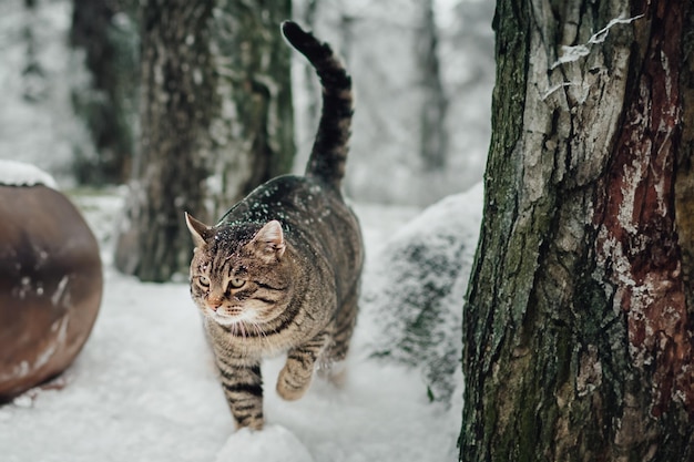 Portrait of a kitten making her way through the deep snow