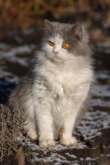 솜털 눈에 겨울에 야외에서 새끼 고양이의 초상화 눈이 내리는 자연 속에서 아름다운 흰색과 회색 고양이