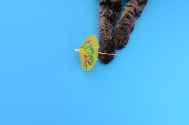 portrait of kitten playing with shaker umbrella on colorfull background