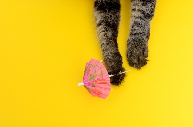 портрет котенка, играющего с зонтиком-шейкером на красочном фоне