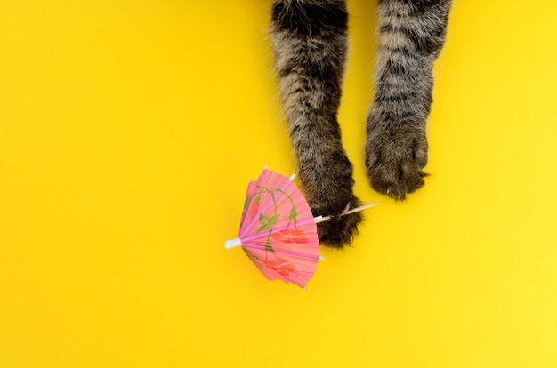 portrait of kitten playing with shaker umbrella on colorfull background