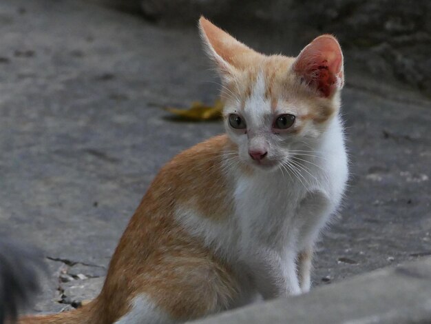 Foto ritratto di un gattino seduto all'aperto