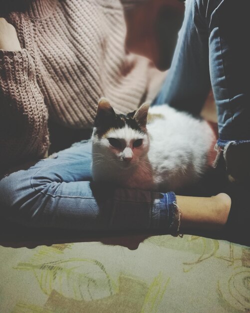 Foto ritratto di un gattino seduto