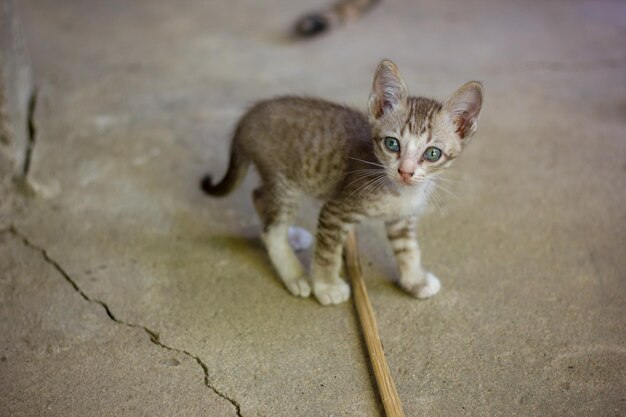 Foto ritratto di un gattino seduto