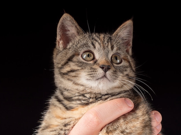 Портрет котенка, который сидит на руках и смотрит вдаль