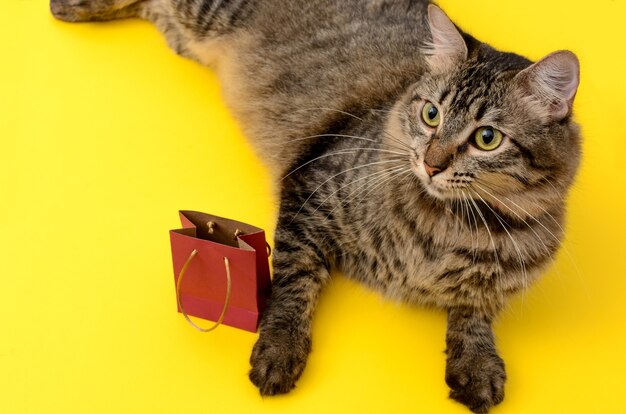 Portrait of kitten with gift bag Kitten lying on yellow table with small red gift bag