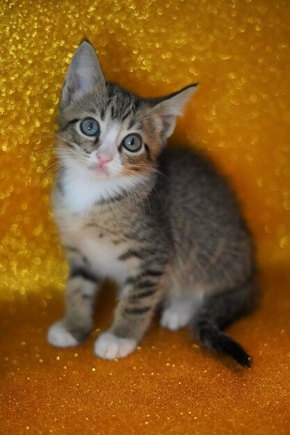 Portrait of kitten on yellow floor