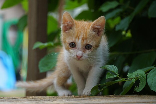 Portrait of a kitten