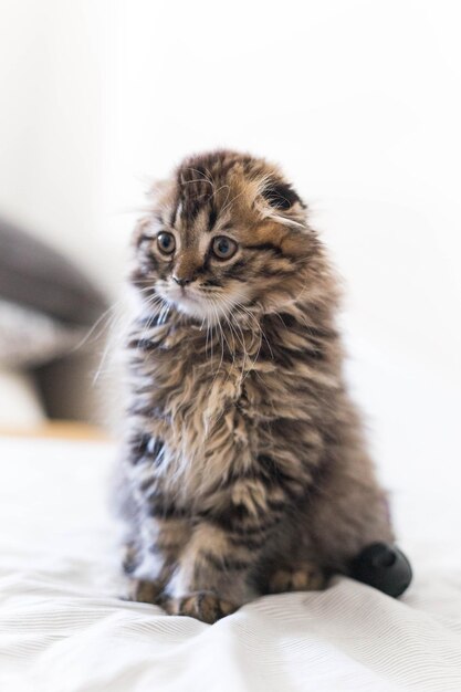 Photo portrait of a kitten