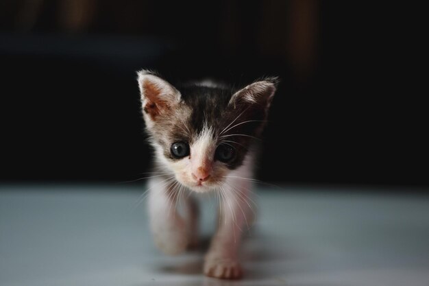 子猫の肖像画