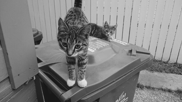 Photo portrait of kittens on garbage can