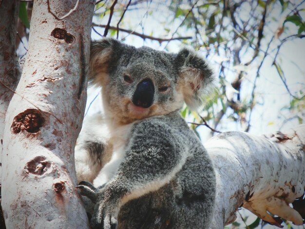 Photo portrait of koala sitting on branch