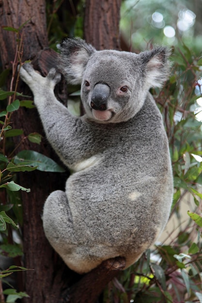 portrait of koala on tree trunk