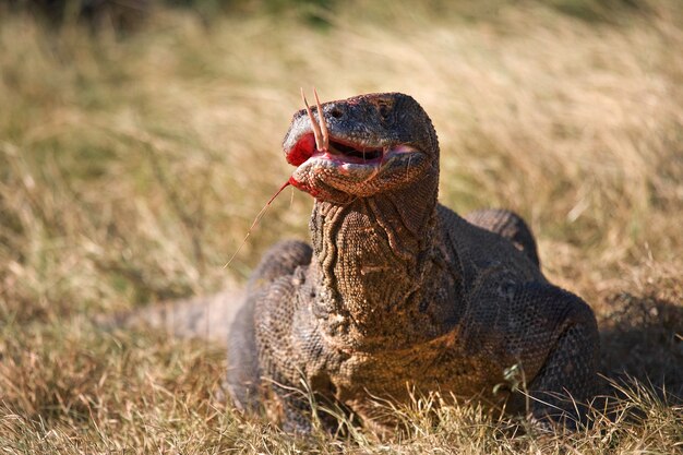 Portrait of a Komodo Dragon. Close-up. Indonesia. Komodo National Park.