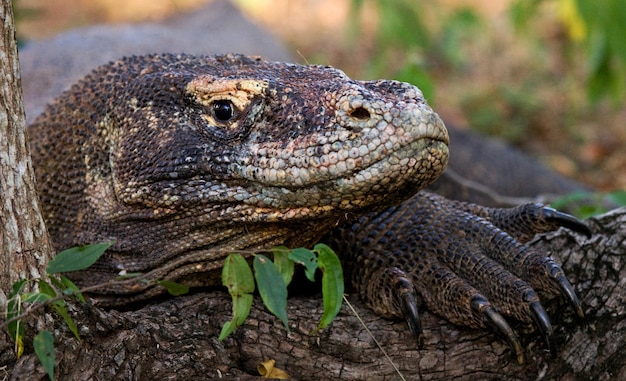 Portrait of a Komodo Dragon. Close-up. Indonesia. Komodo National Park.