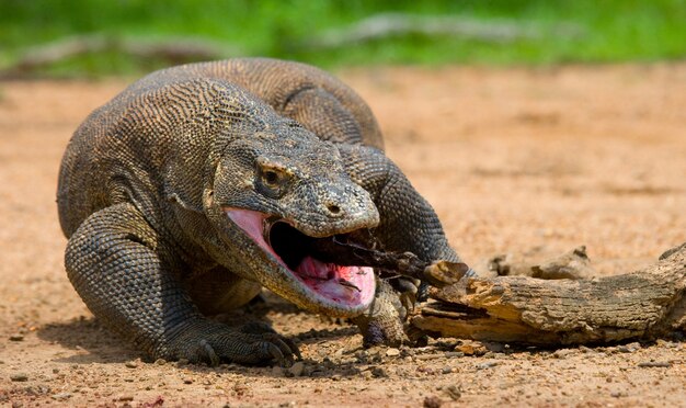 Portrait of a Komodo Dragon. Close-up. Indonesia. Komodo National Park.