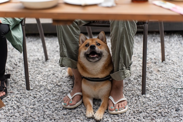 Портрет корейской собаки породы хиндо, зевающей и высовывающей язык