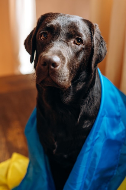 Portrait of the labrador dog with Ukrainian Flag sitting at home Support and pray for Ukraine concept Stock photo