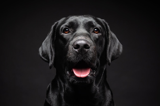 Portrait of a Labrador Retriever dog on an isolated black background The picture was taken in a photo Studio