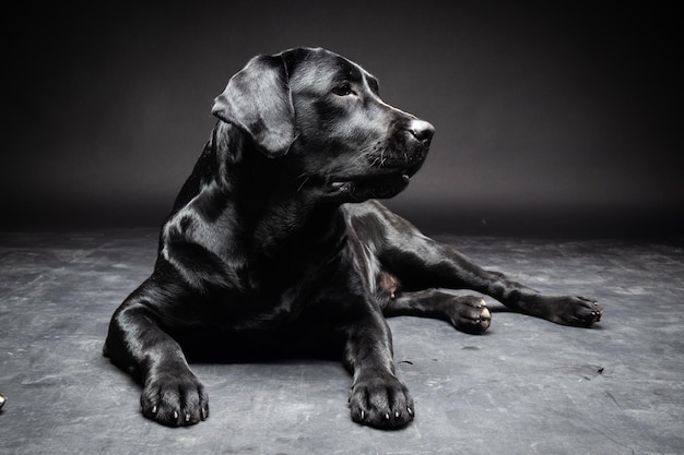 Portrait of a Labrador Retriever dog on an isolated black background The picture was taken in a photo Studio