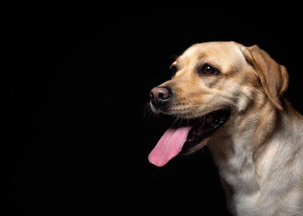 Portrait of a Labrador Retriever dog on an isolated black background