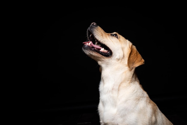 Portrait of a Labrador Retriever dog on an isolated black background