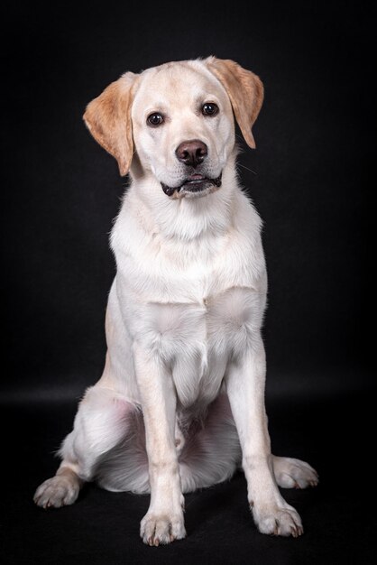 ラブラドール レトリーバー犬子犬の肖像画