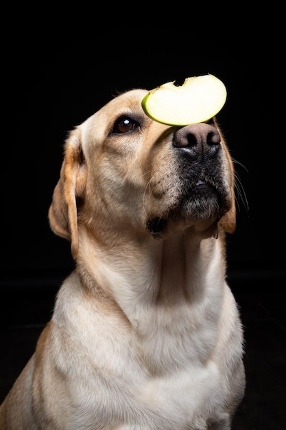 Portrait of a Labrador Retriever dog with a slice of Apple on its nose