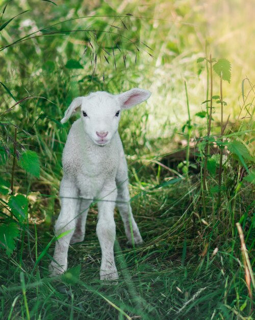 Portrait of lamb on grass