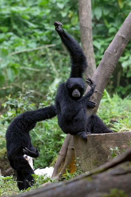 Portrait of a langur in the thick leaves