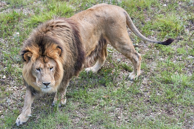 Ritratto di un grande leone africano su uno sfondo di erba