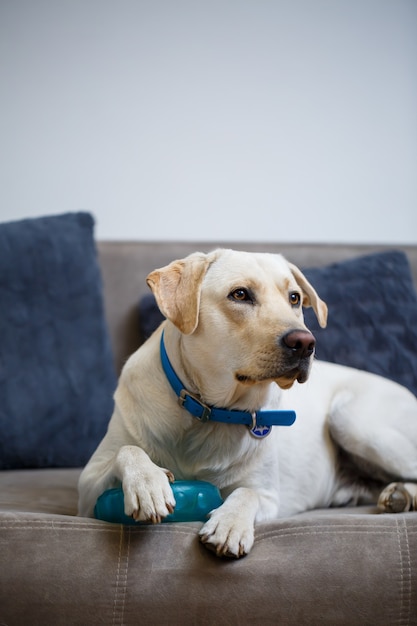 Portrait of a large dog of breed Labrador of light coat of color, lies on a sofa in the apartment, pets