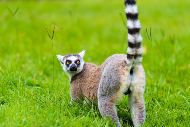 Photo portrait of lemur on grassy field