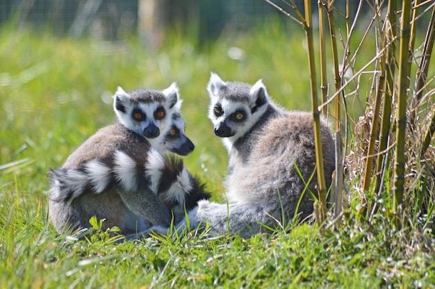 portrait of lemurs resting on field