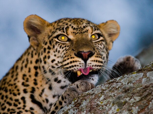 Portrait of Leopard. Close-up. National Park. Kenya. Tanzania. Maasai Mara. Serengeti.
