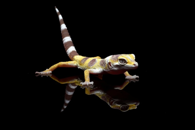 Portrait of a leopard gecko in black background