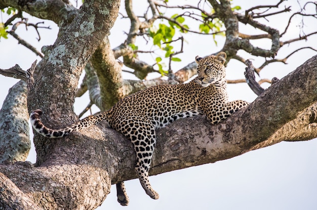 Portrait of a leopard in nature