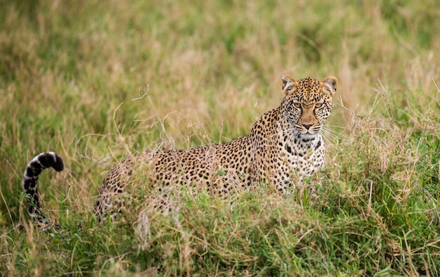 Portrait of a leopard in nature