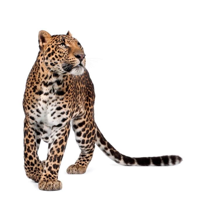 Photo 立っているヒョウ、パンテーラpardusの肖像画