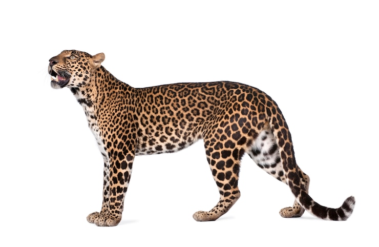 Photo 立っているヒョウ、パンテーラpardusの肖像画